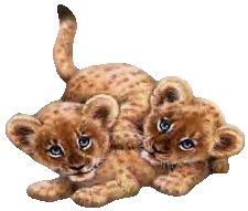 Dieren Leeuwen Dieren plaatjes 