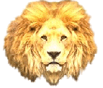 Dieren Leeuwen Dieren plaatjes 