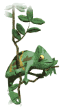 Dieren Leguaan Dieren plaatjes 