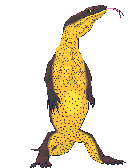 Dieren Leguaan Dieren plaatjes 