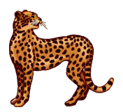 Dieren Luipaarden Dieren plaatjes 