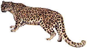 Dieren Luipaarden Dieren plaatjes 