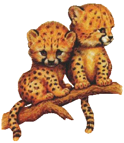 Dieren Luipaarden Dieren plaatjes 