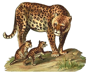 Dieren Luipaarden Dieren plaatjes 