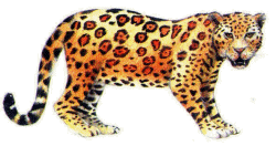 Dieren Luipaarden Dieren plaatjes 