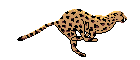 Dieren Luipaarden Dieren plaatjes 