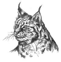 Dieren Dieren plaatjes Lynx 