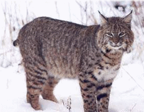 Dieren Dieren plaatjes Lynx 