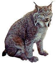 Dieren Dieren plaatjes Lynx 