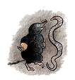 Dieren Mollen Dieren plaatjes 