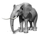 Dieren Olifanten Dieren plaatjes 