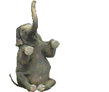 Dieren Olifanten Dieren plaatjes 
