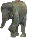 Dieren Olifanten Dieren plaatjes 