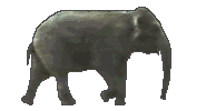 Dieren Olifanten Dieren plaatjes 