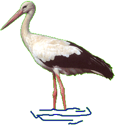 Dieren Ooievaar Dieren plaatjes 