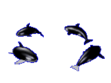 Dieren Orka Dieren plaatjes 