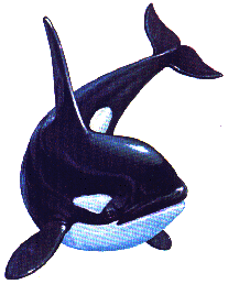 Dieren Orka Dieren plaatjes Zwemmende Orka