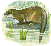 Dieren Dieren plaatjes Otter 