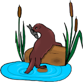 Dieren Dieren plaatjes Otter 