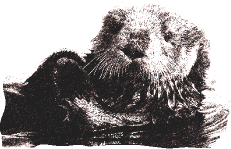 Dieren Dieren plaatjes Otter 