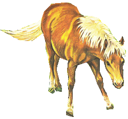 Dieren Paarden Dieren plaatjes 