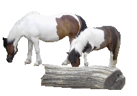 Dieren Paarden Dieren plaatjes 