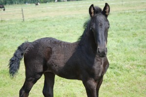 Dieren Paarden Dieren plaatjes 