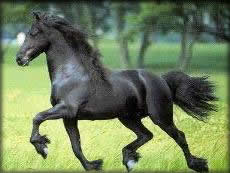 Dieren Paarden Dieren plaatjes 