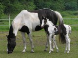 Dieren Paarden Dieren plaatjes 