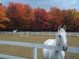 Dieren Paarden Dieren plaatjes 