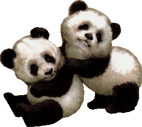 Dieren Dieren plaatjes Panda beren 