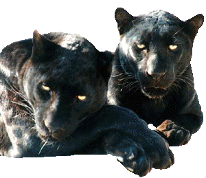 Dieren Panter Dieren plaatjes 