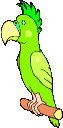 Dieren Papegaai Dieren plaatjes 