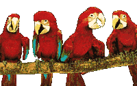 Dieren Papegaai Dieren plaatjes 