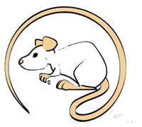 Dieren Ratten Dieren plaatjes Witte Muis Lange Staart