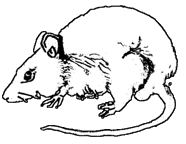 Dieren Ratten Dieren plaatjes 