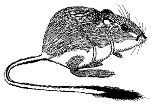 Dieren Ratten Dieren plaatjes 