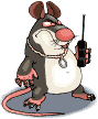 Dieren Ratten Dieren plaatjes 