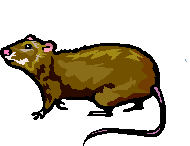Dieren Ratten Dieren plaatjes 