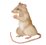 Dieren Ratten Dieren plaatjes 