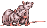 Dieren Ratten Dieren plaatjes 