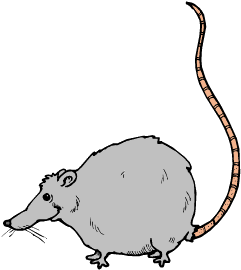 Dieren Ratten Dieren plaatjes 