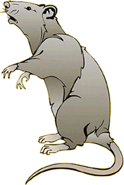 Dieren Ratten Dieren plaatjes 