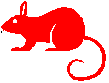 Dieren Ratten Dieren plaatjes 