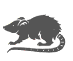Dieren Ratten Dieren plaatjes 