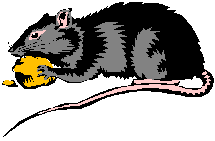 Dieren Ratten Dieren plaatjes 