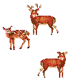 Dieren Dieren plaatjes Ree 