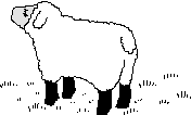 Dieren Schapen Dieren plaatjes Wit Schaap