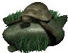 Dieren Schildpadden Dieren plaatjes 