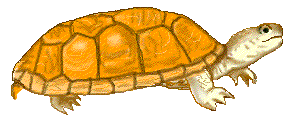 Dieren Schildpadden Dieren plaatjes 